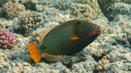 Fototapeta na wymiar Orange-lined Triggerfish in the Reef