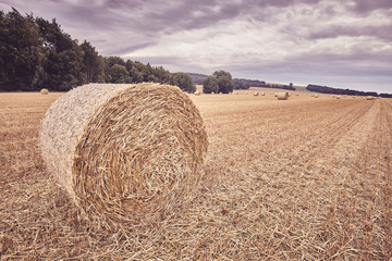 Straw round bale on a field at the end of the harvest season, color toned picture.