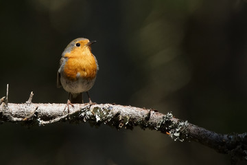 European robin 