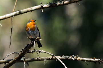 European robin 