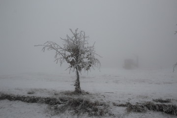 Arbre isolé dans le brouillard
