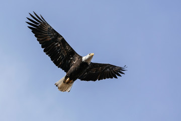Fototapeta na wymiar Eagle Passing