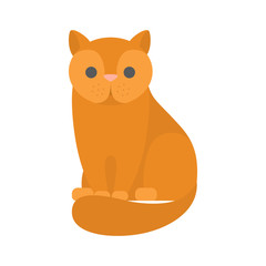 Cute funny red cat. Domestic animal sitting