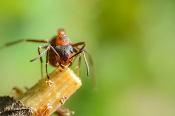 Ant on a branch in the forest, photographed close-up.  