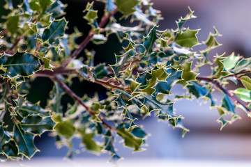 Beautiful Macro Holly with Natural Light