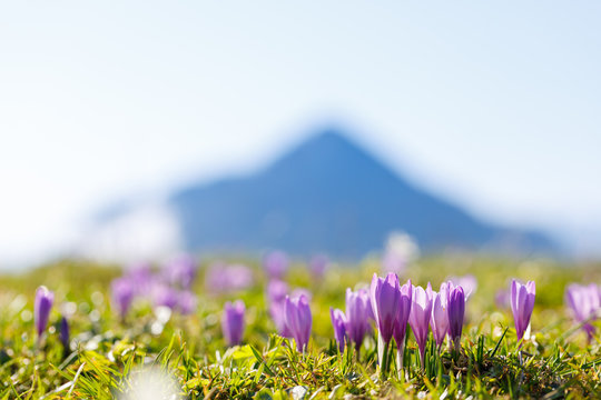 close up on wild crocos in purple and white on famous Mountain Heuberg with snow covered Alps in the background