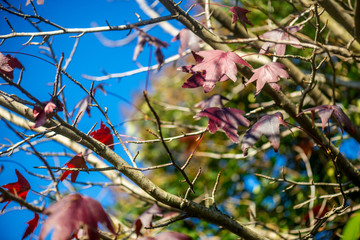 Beautiful Dark Red Mapple Leaves in the Tree