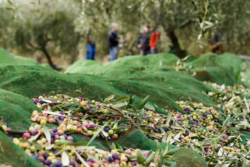 Olives harvested over a net during harvesting season to make olive oil, Priorat, Tarragona, Catalonia, Spain.