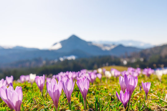 close up on wild crocos in purple and white on famous Mountain Heuberg with snow covered Alps in the background