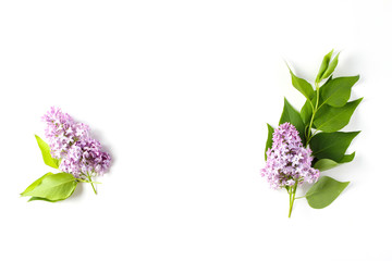 small bouquets of fresh lilac flowers on a white background. view from above, flat lay