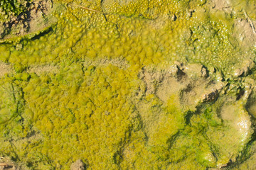 Water surface with mosses