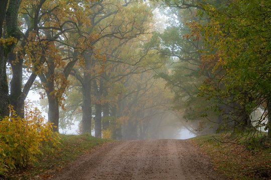 misty autumn morning in the countryside; the rural road goes through a large tree alleys; the leaves of the trees are colored yellow and coincide with the edges of the road
