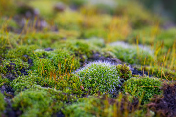 Beautiful Green Moss Grown Up Cover the Rough Stones in the Forrest