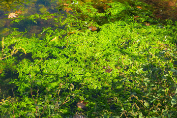 Water surface with mosses