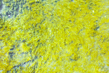 Water surface with mosses