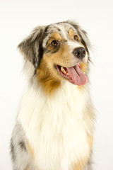 australian shepherd