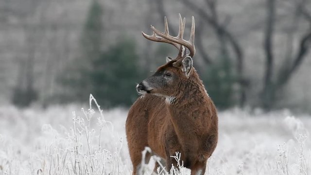 White-tailed deer buck in a frosty meadow just before sunrise in Smoky Mountains National Park. 