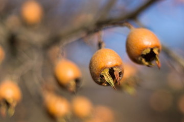Close-up photo of common medlar (Mespilus germanica), healthy organic food from nature.