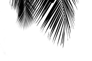 Obraz premium close up palm leaf isolated on pale white background