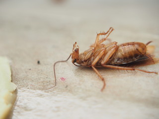 Dead cockroach lying on sticky paper. The corpse of the insect.
