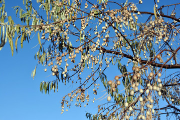 Elaeagnus angustifolia, commonly called Russian olive, silver berry, oleaster, Persian olive or wild olive branches with berries on blue sky background