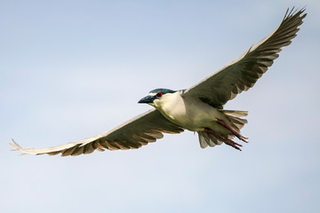 Black-Crowned Night-Heron Flight