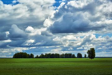 Several trees on the field and clouds. Agricultural land and forest protection strip.
