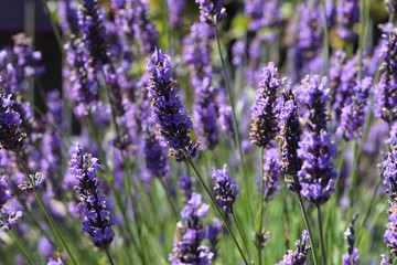 Lavender growing in a grouping on a sunny day