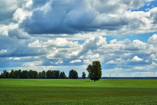 Several trees on the field and clouds. Agricultural land and forest protection strip.