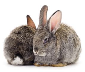 Gray rabbit isolated