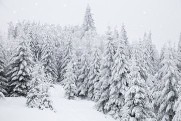 Winter wonderland snowy fir trees