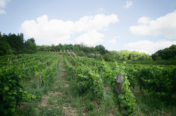 Fototapeta na wymiar Beautiful landscape vineyard.
