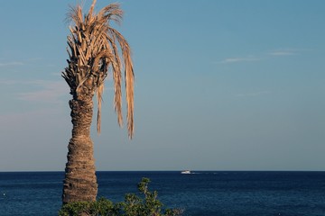 verdorrte Palme am Meer