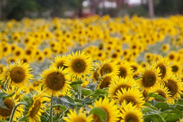 Obraz premium Sunflowers