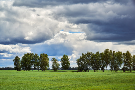 Several trees on the field and clouds. Agricultural land and forest protection strip.