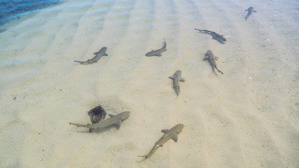 Baby reef sharks swimming in shallow water