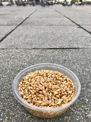 Feeding Birds with Sunflower / Kernel Seeds in Istanbul Streets. / Turkey.