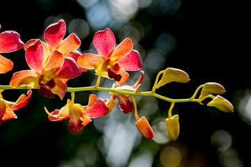 Orchid flower on branch