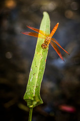 Dragonfly on green grass.