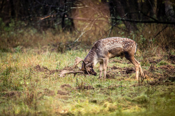 Naklejka na ściany i meble Fallow deer male (dama dama) in autumn forest, wildlife Slovakia.