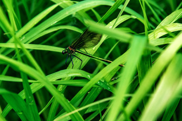 Dragonfly, lat. Lestes dryas , sitting on the green grass, swaying wind on a summer day.