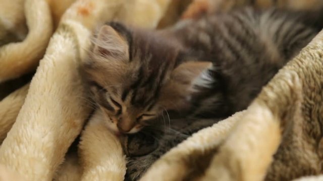 Little kitten resting on a blanket