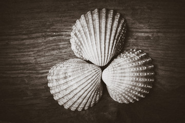 Shells on Driftwood