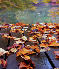 autumn leaves on the table