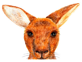 Kangaroo. Watercolor illustration.
Portrait of kangaroo. Illustration for design, decor. Looks great on clothes.