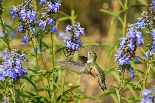 Broad-Tailed Hummingbird Beardtongues Penstemon