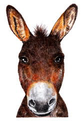 Donkey. Watercolor illustration.
Portrait of a donkey. Illustration for design, decor.