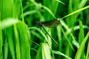 Dragonfly, lat. Lestes dryas , sitting on the green grass, swaying wind on a summer day.