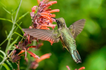 Broad-Tailed Hummingbird Flowers