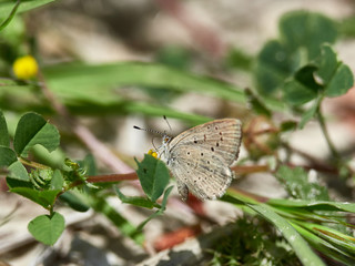 African Grass Blue butterfly (Zizeeria knysna) perched on a leaf, near the town of Bellus, Valencia, Spain